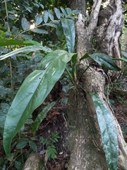 Anthurium gracile