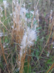 Andropogon arenarius