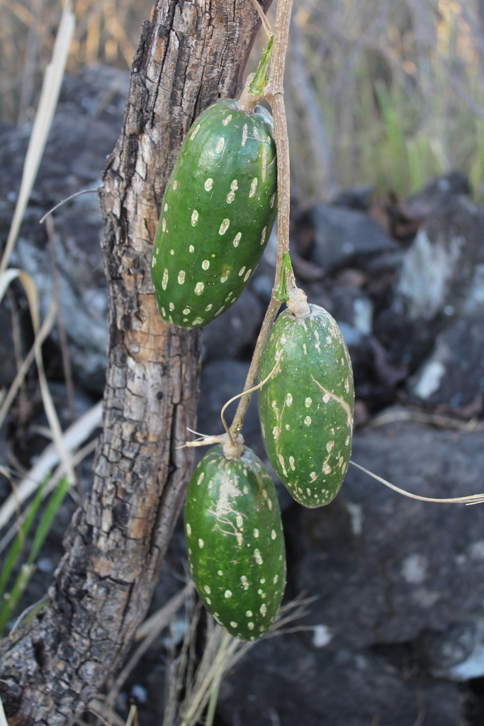Ibervillea maxima, Mascota, Jal., México