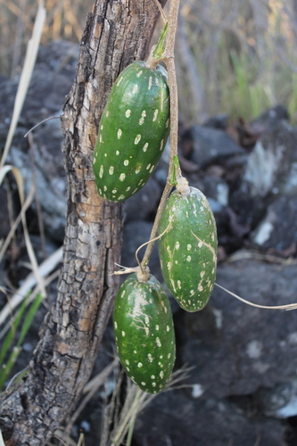 Ibervillea maxima