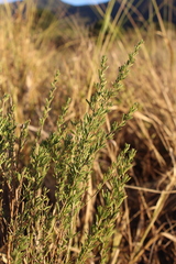 Baccharis pteronioides