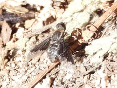 Hemipenthes seminiger