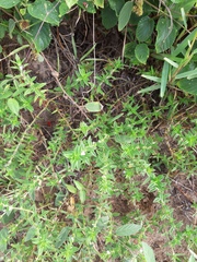 Hexasepalum apiculatum