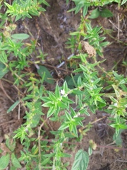 Hexasepalum apiculatum