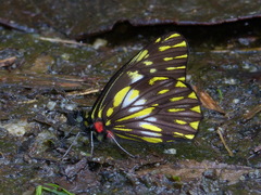 Catasticta prioneris