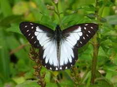 Catasticta prioneris