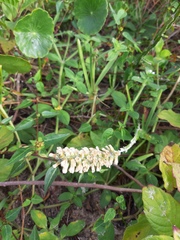 Pterocaulon lorentzii