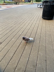 Columba livia domestica