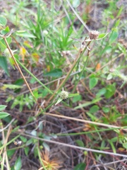 Cyperus obtusatus