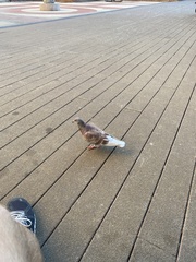 Columba livia domestica