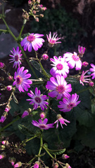 Pericallis × hybrida