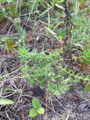 Stylosanthes viscosa