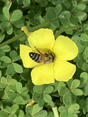 Apis mellifera