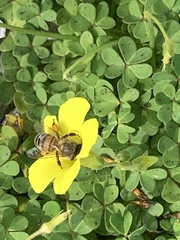 Apis mellifera