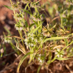 Dactyloctenium radulans