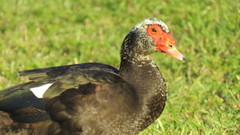 Cairina moschata domestica