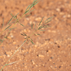 Sporobolus actinocladus
