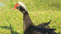 Cairina moschata domestica