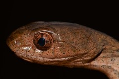 Toxicodryas adamanteus