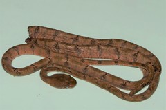 Toxicodryas adamanteus