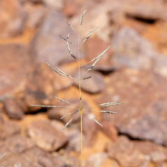 Sporobolus actinocladus