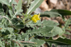 Oenothera primiveris primiveris
