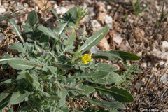 Oenothera primiveris primiveris