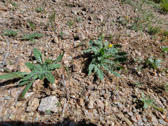 Oenothera primiveris primiveris