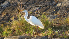 Ardea alba