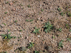 Oenothera primiveris primiveris