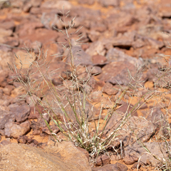 Sporobolus actinocladus