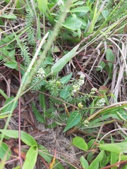 Polygala cyparissias