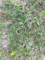 Microstachys corniculata