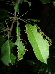Pristiphora maesta