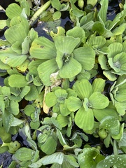 Pistia stratiotes