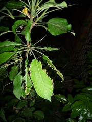 Pristiphora maesta