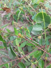 Microstachys corniculata