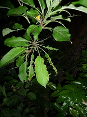 Pristiphora maesta