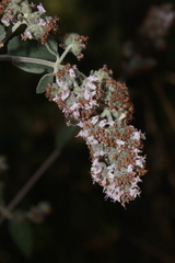 Hyptis oblongifolia