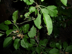 Pristiphora maesta