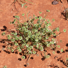 Dactyloctenium radulans