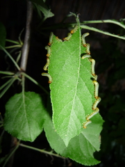 Pristiphora maesta
