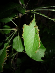 Pristiphora maesta