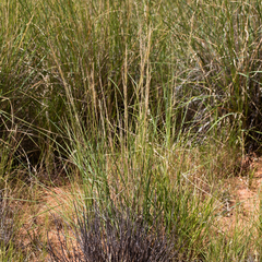 Aristida nitidula