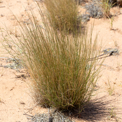 Aristida holathera