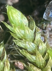 Brachythecium rutabulum