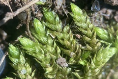 Brachythecium rutabulum