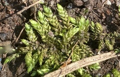 Brachythecium rutabulum