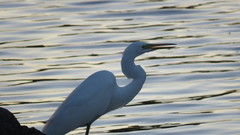 Ardea alba