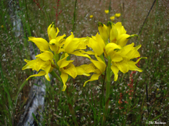 Chloraea lamellata